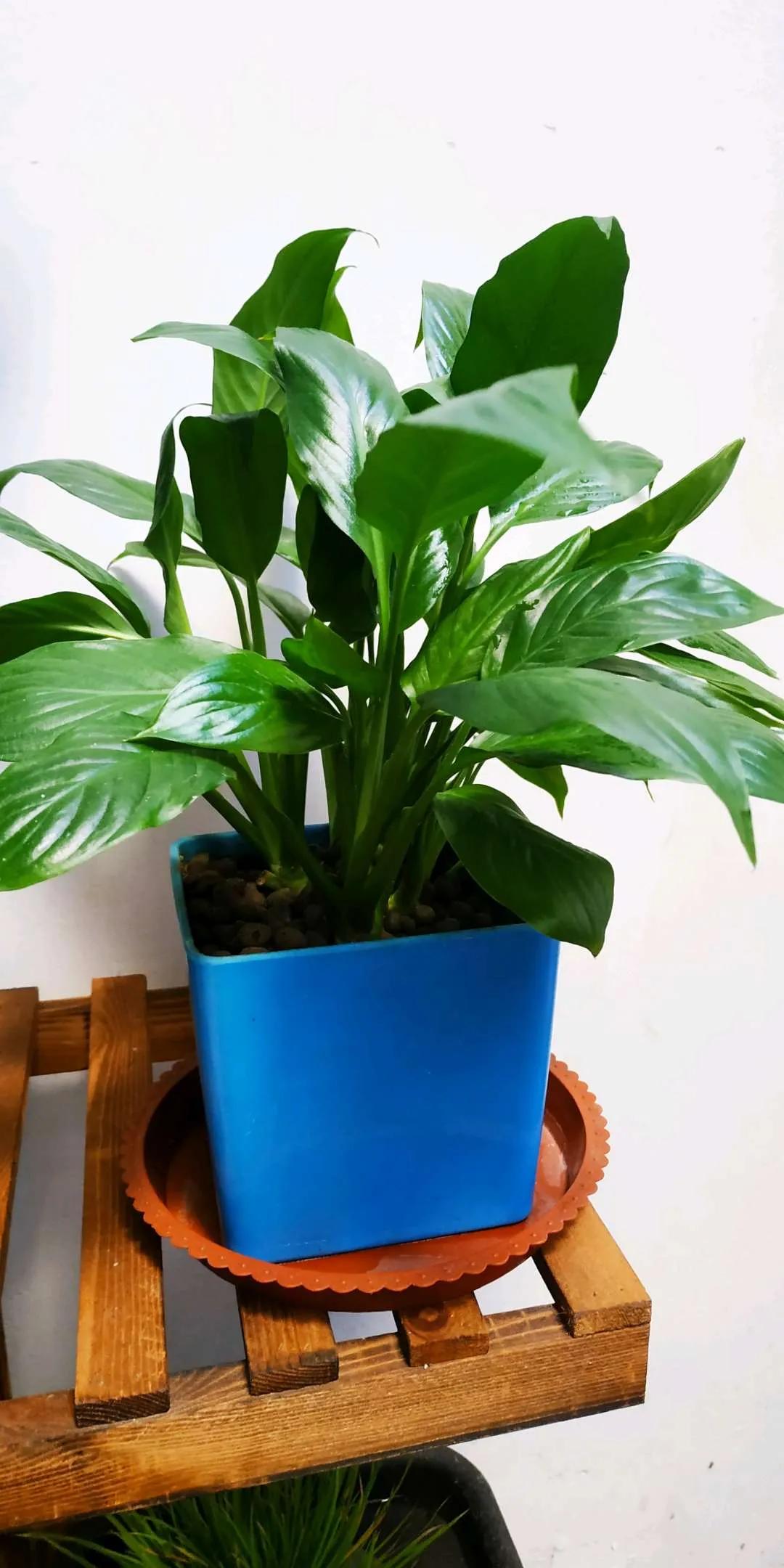 阳台南适合种什么花旺财,适合懒人养的旺财室内花