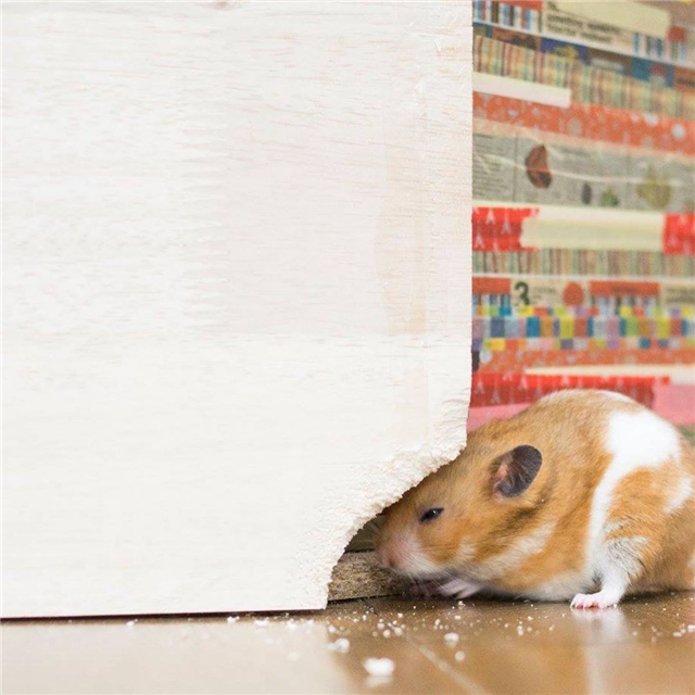 仓鼠也会拆家，饲主为“奖励”鼠鼠，拿出了酸酸的橘子