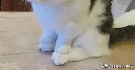 猫猫为什么总把脚放我脸上,为什么猫猫喜欢把头埋在臂弯