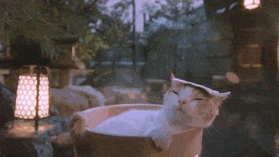 不用去日本就能去的猫岛,不用去日本的海边