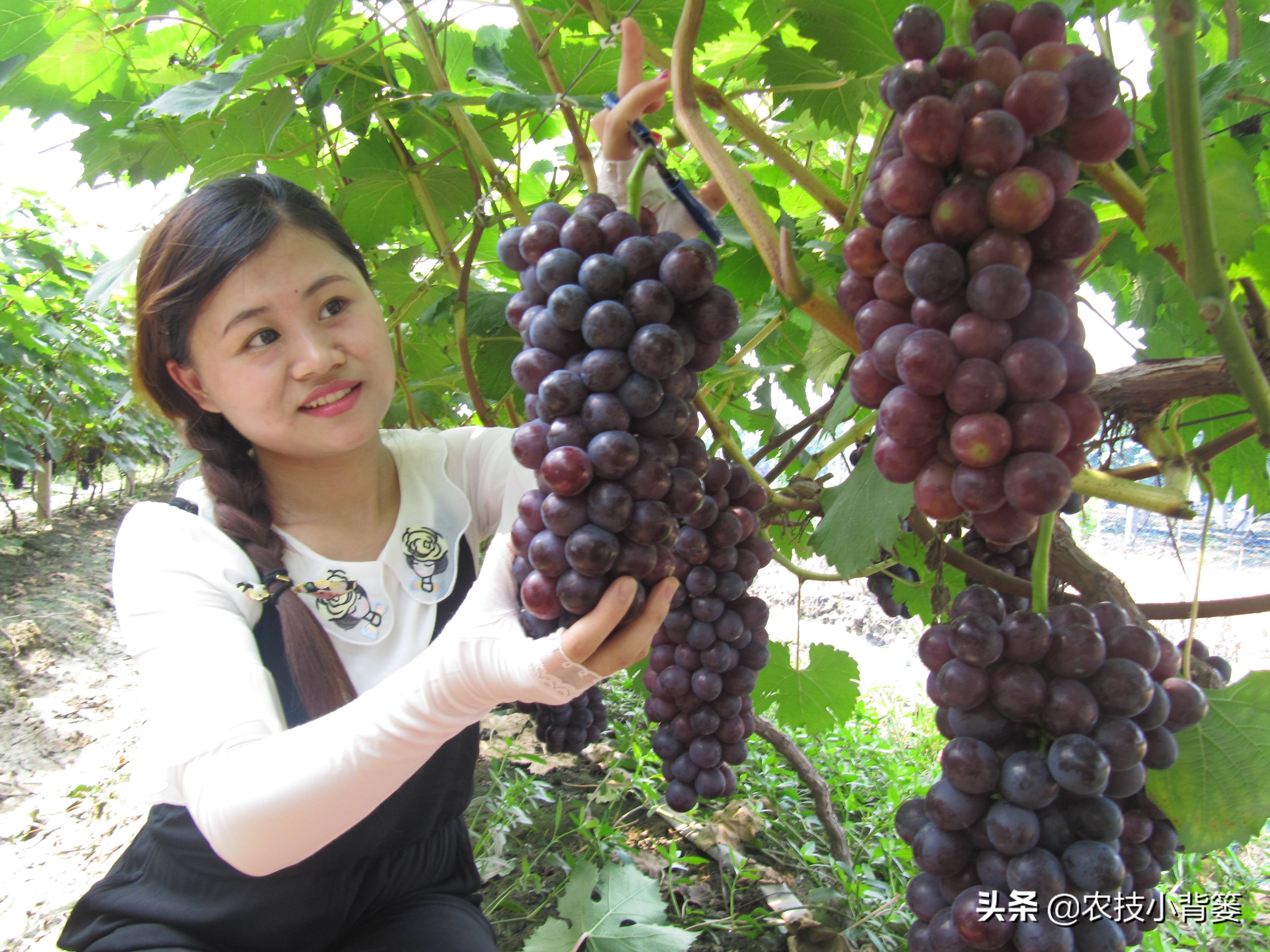 葡萄大小粒严重怎么补救,葡萄大小不均怎么治