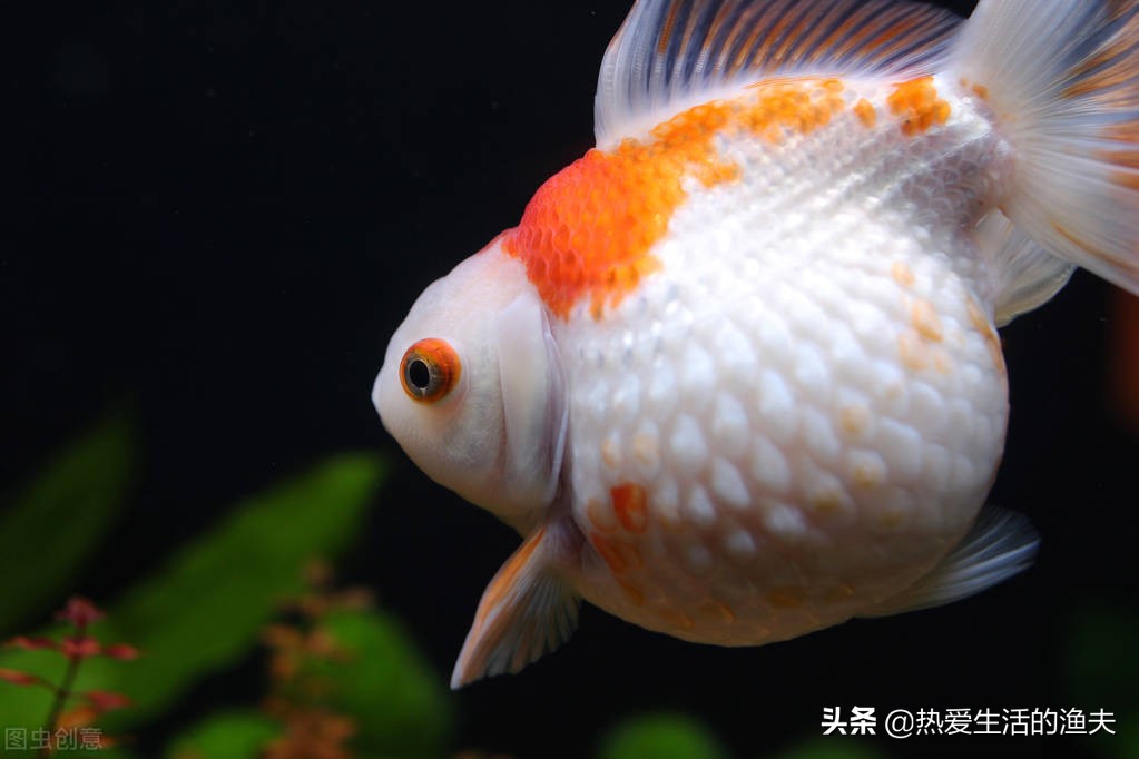 母金鱼产卵前有什么征兆,金鱼产卵在鱼缸怎么孵化