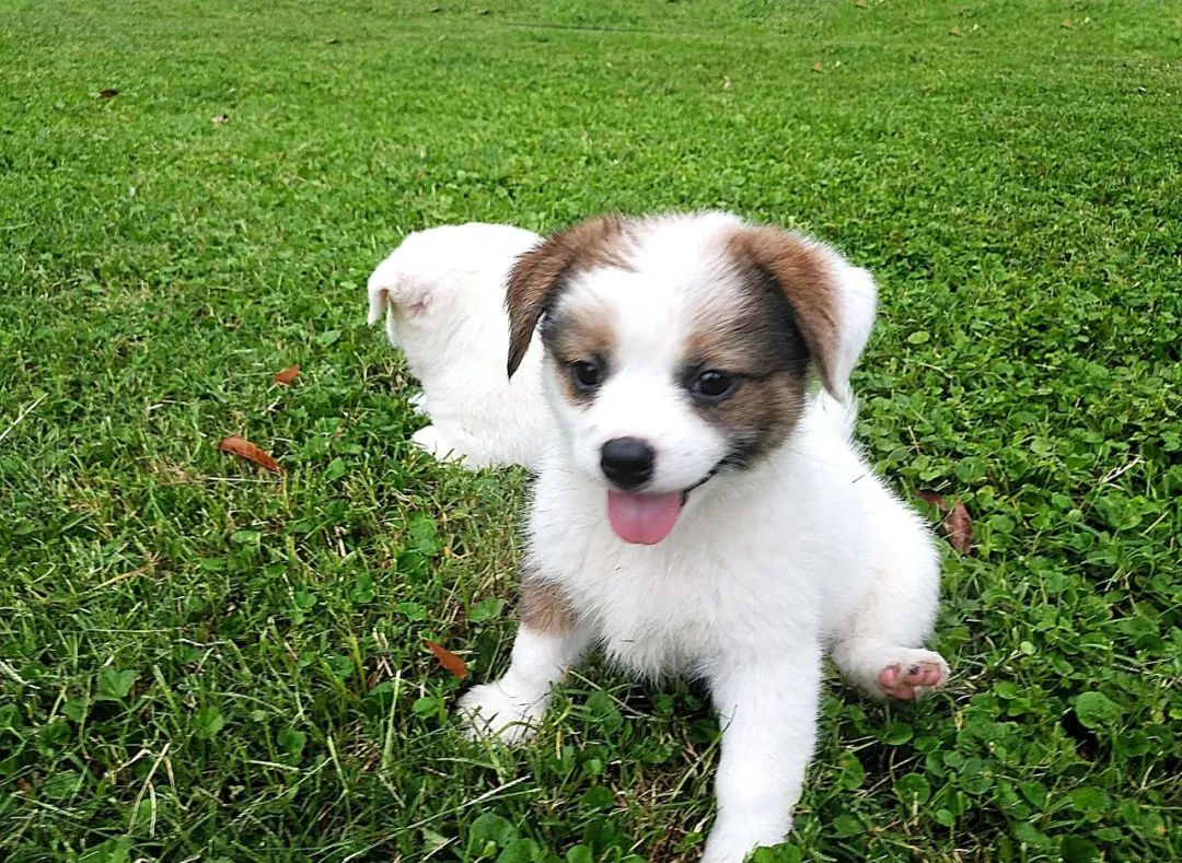 狗狗要送人了舍不得怎么办,狗狗不想要该怎么处理