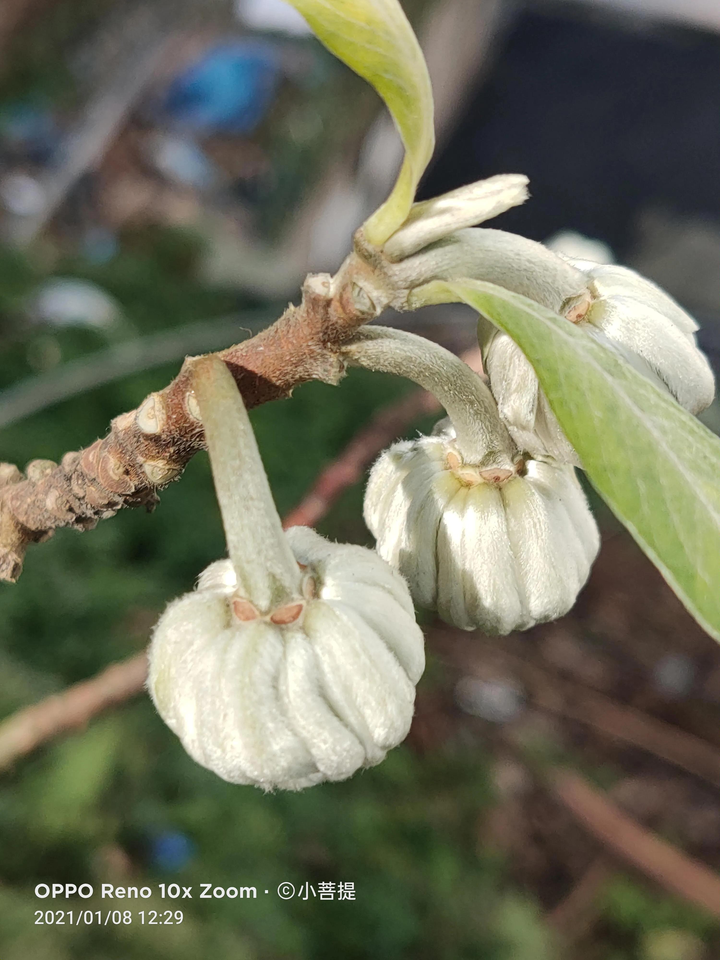 这就是爱情树，若在枝上打两个同向的结，就能得到甜蜜爱情和幸福