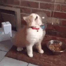 猫咪哪种打喷嚏情况需要注意,猫咪打喷嚏需要注意什么