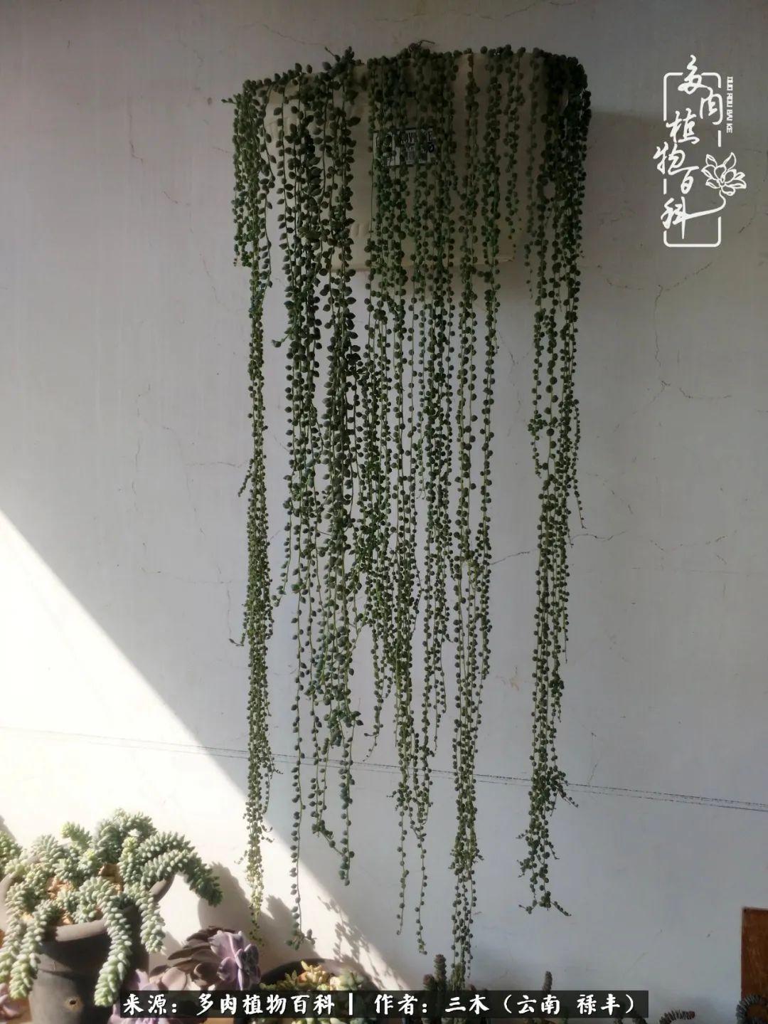 结缘多肉，阳台这一亩三分地就是我的世外桃源