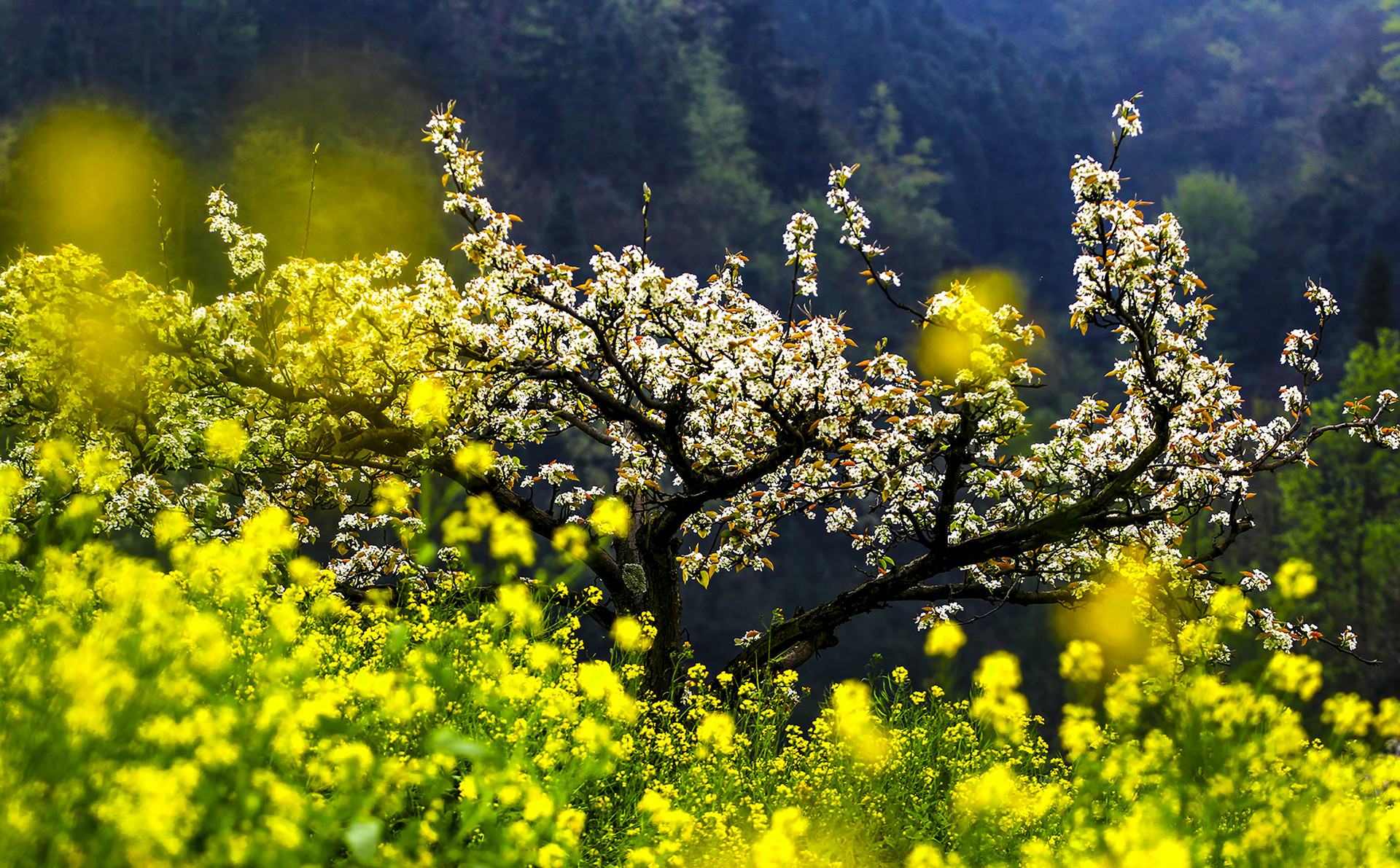 描写春天的诗词100首,自创春天现代诗词100首