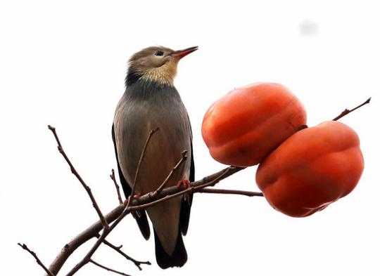 柿子代表着事事如意图片,摆放柿子有什么讲究