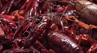 扬州究竟值不值得吃?