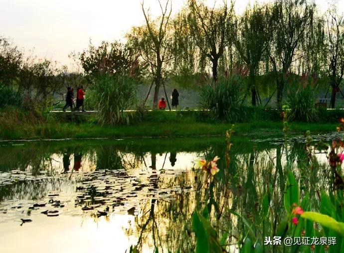 打卡青龙湖湿地公园,青龙湖湿地公园拍照技巧