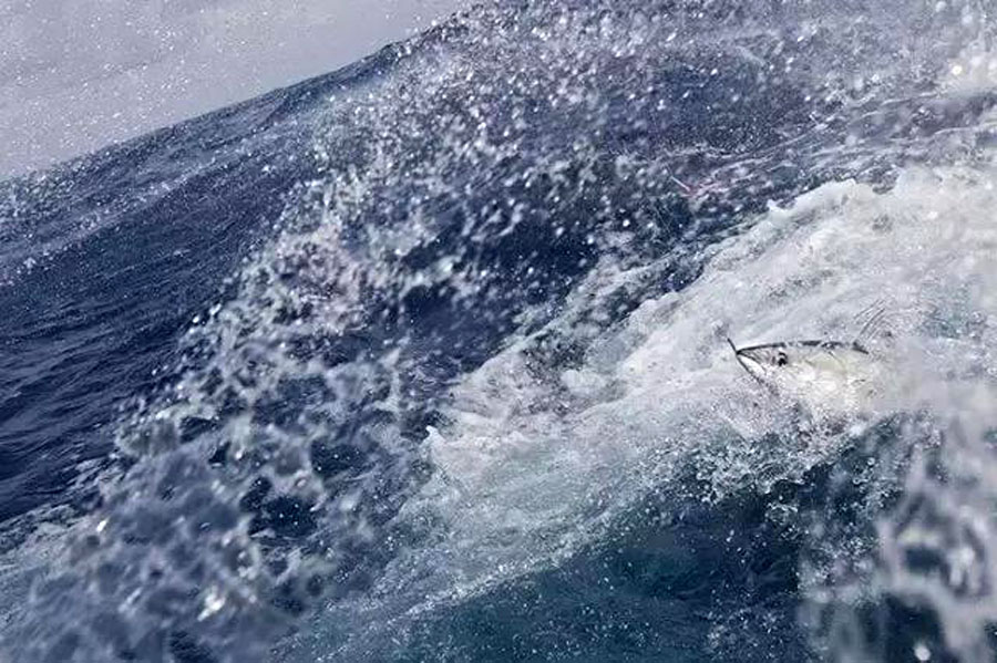 钓鱼的方法可以一秒钓到鱼,钓鱼变成荒野求生