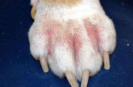 宠物好消息,狗狗好事来了怎样让它早点消失