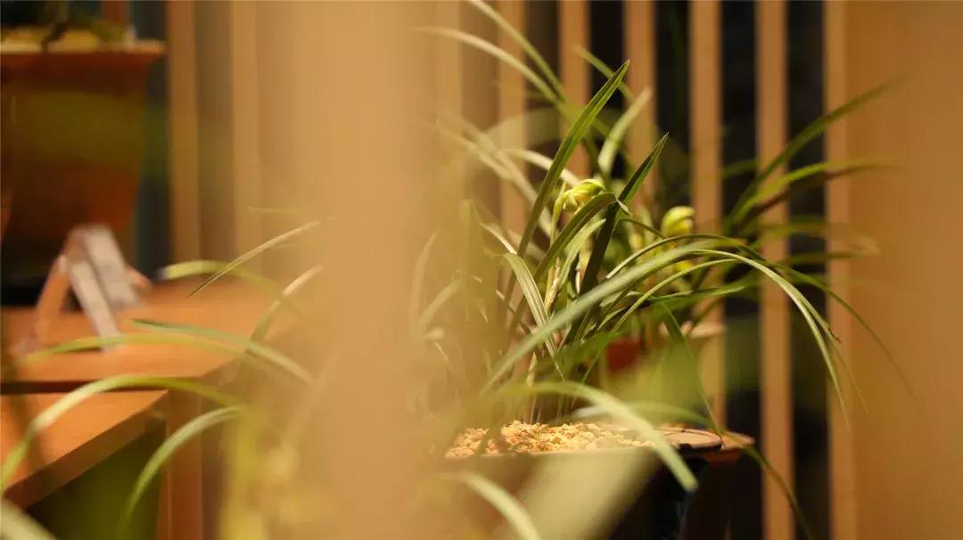 美美美！海淀这个地儿，万株兰花惊艳来袭，你招架的住吗？