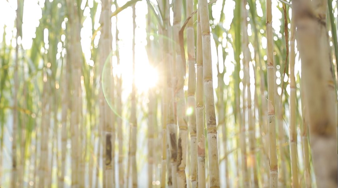 一根甘蔗榨五瓶蔗汁？！知道真相的我果断选择了……
