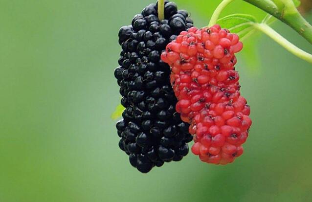 排油减肚子吃啥,刮油减肚子的食物