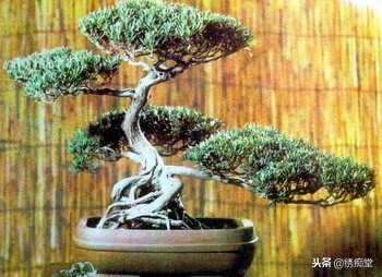 丛林式盆景欣赏,盆景欣赏及制作