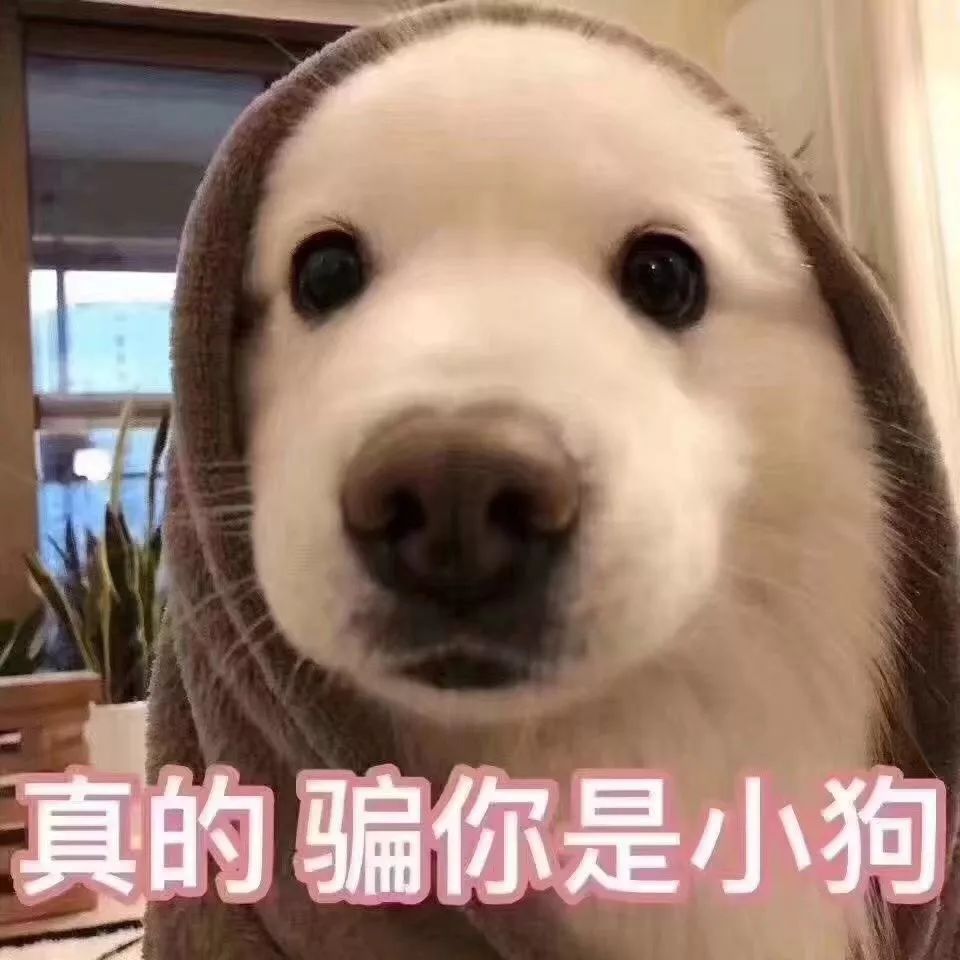 畅享一夏萌宠洗护,畅享宠物