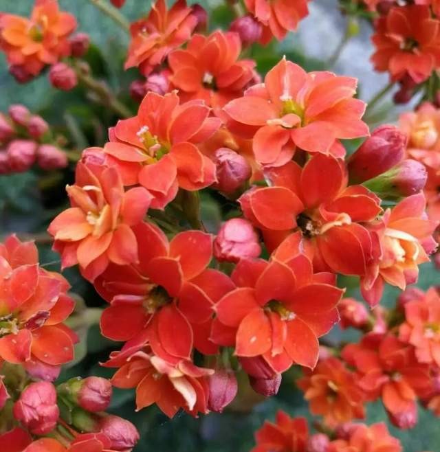 长寿花单瓣品种大全,长寿花100种颜色图片