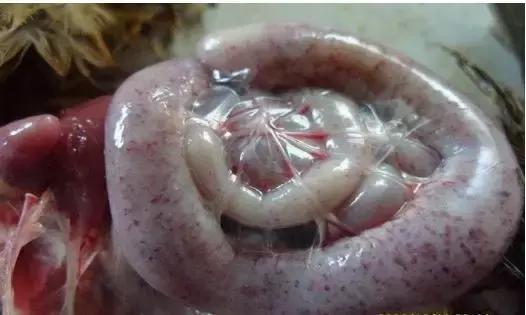 球虫药是预防还是治疗,球虫和驱虫药有什么区别