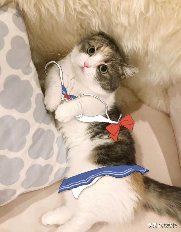 可爱治愈系猫咪图片,治愈猫咪照片橘猫