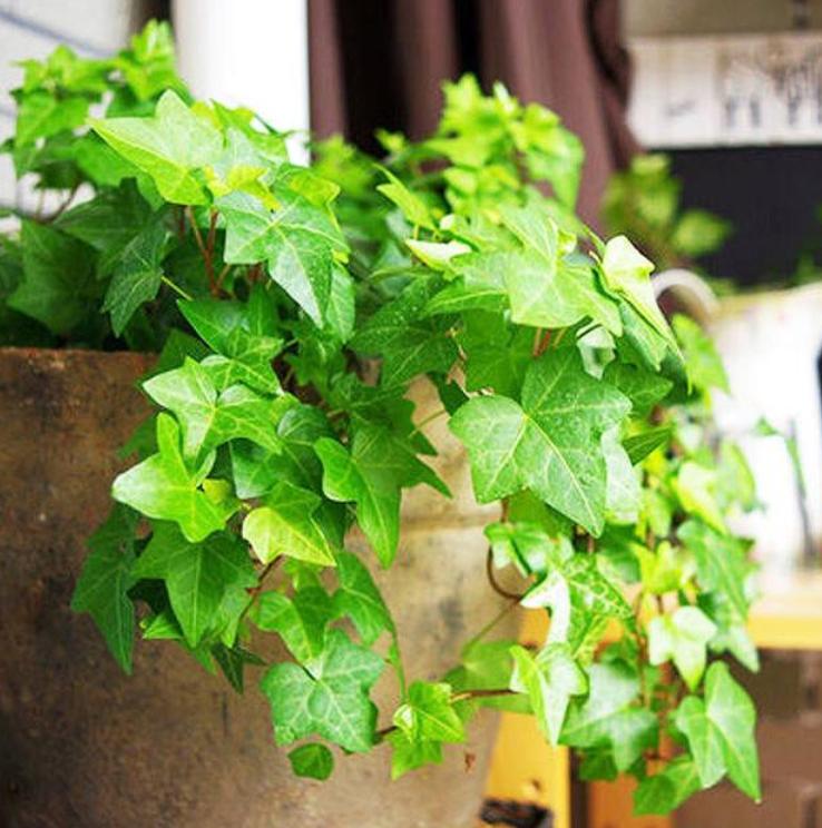 什么花除甲醛和异味,什么花可以净化空气吸收甲醛