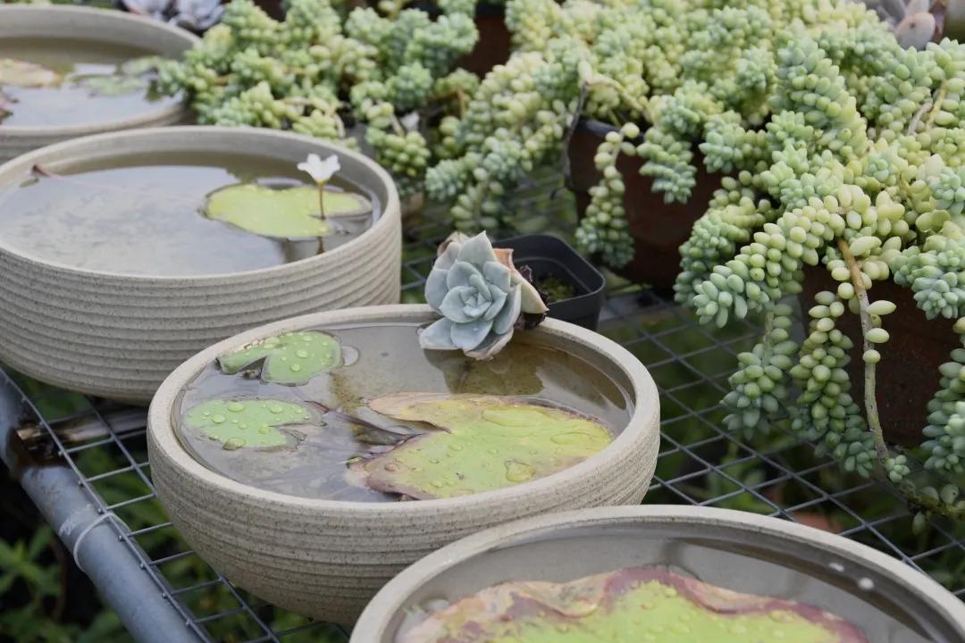 成都新都区军屯镇郭家村,成都新都军屯郭家村