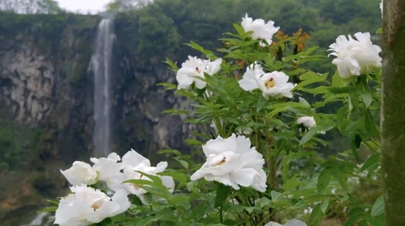 牡丹为什么称为雍容华贵,牡丹真正的国色天香