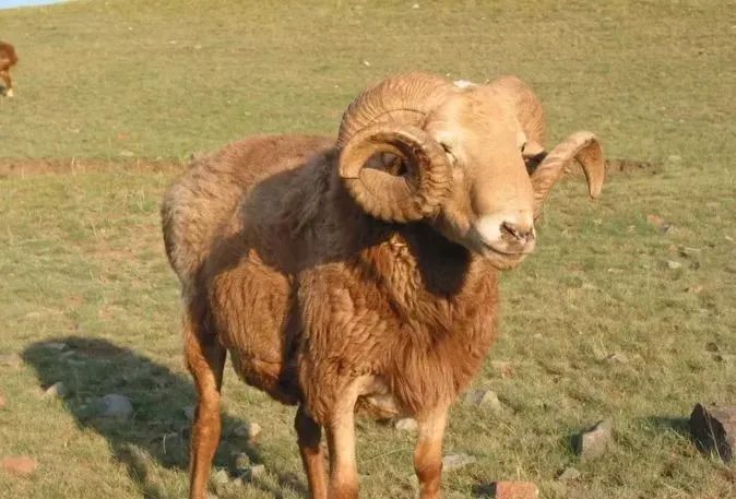 青海羊肉和宁夏滩羊哪个好,青海新疆内蒙哪里羊肉最好