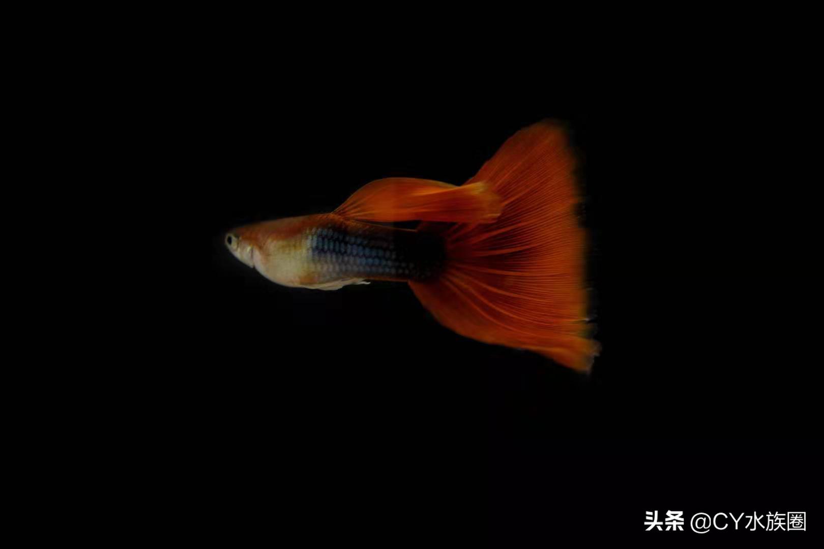 孔雀鱼苗针尾放土霉素的方法,孔雀鱼苗得针尾病自己能治愈吗