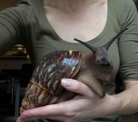 蜗牛为什么这么受欢迎呢,兔子和蜗牛的区别是什么