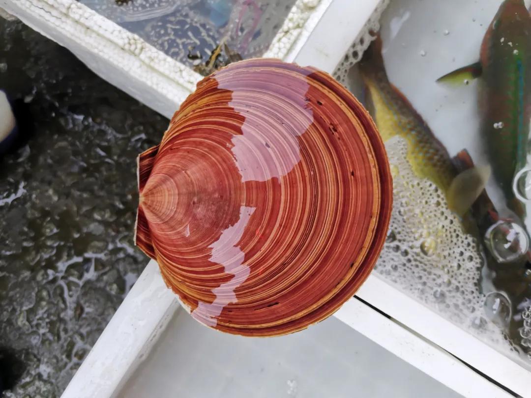 开海季都有什么海鲜,开海了这些生猛海鲜