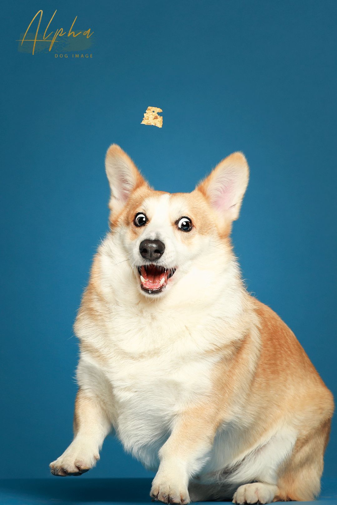 Pick到一家宝藏「宠物写真馆」!福利已谈好,铲屎官快冲鸭