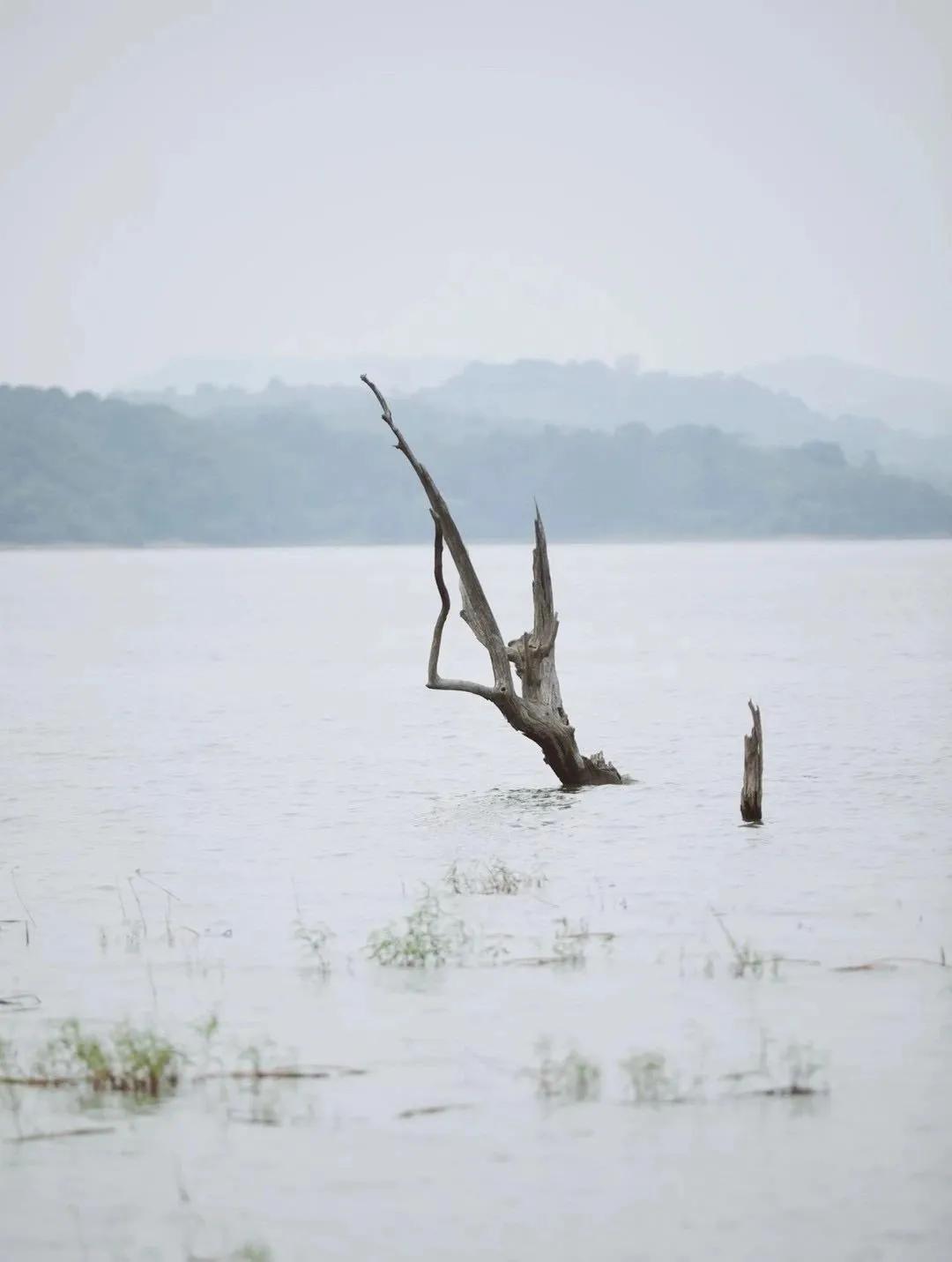 距离杭州45min的县城，竟藏着个“小新西兰”，趁人少快去