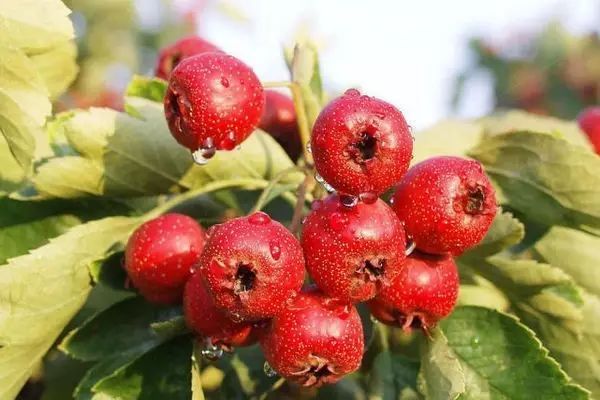 莱阳历史地名,莱阳和莱西历史