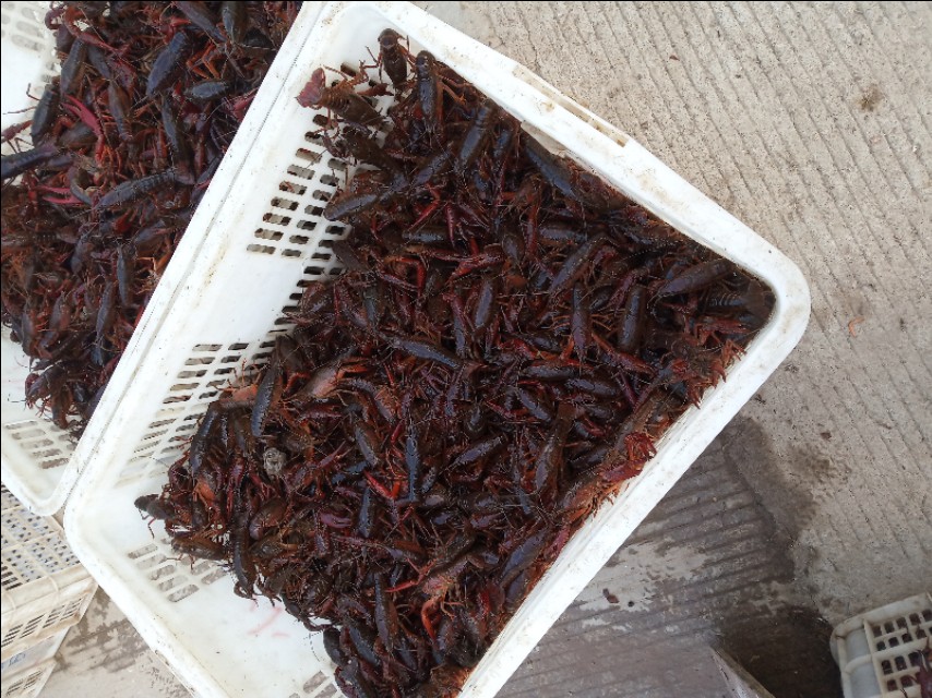 小龙虾打洞越多越好吗,小龙虾是不是一年四季都打洞