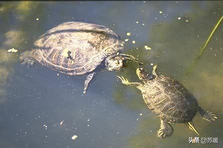 养龟小技巧巴西龟,新手养巴西龟最简单的方法