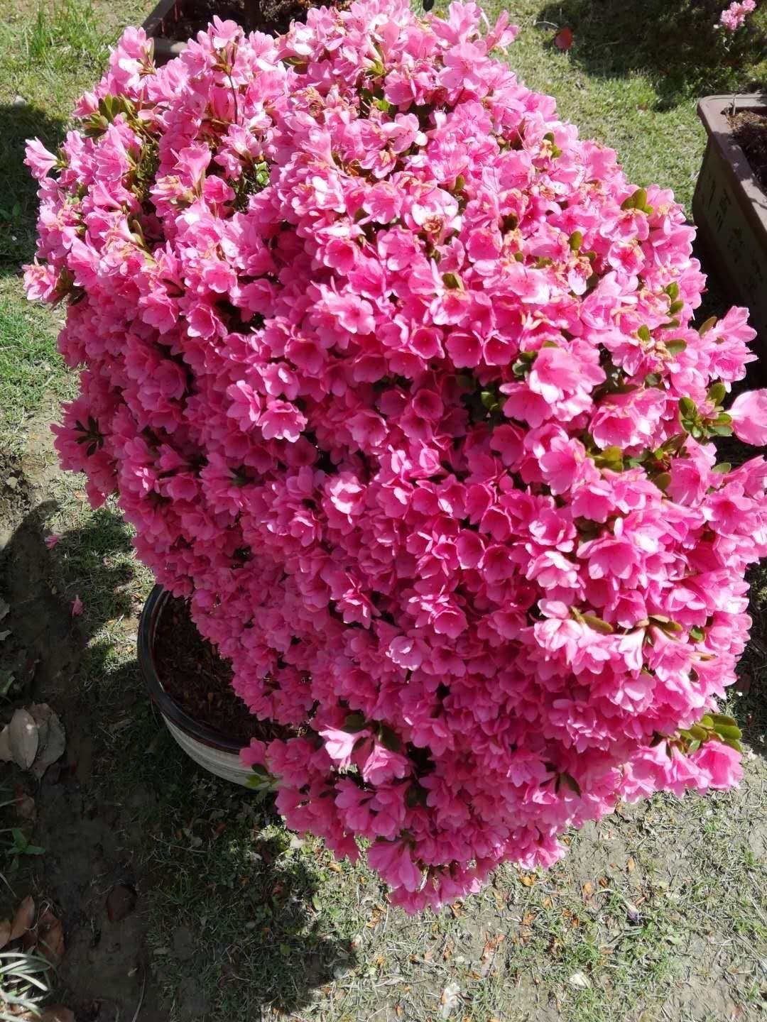 养好杜鹃花的秘诀,养好杜鹃花并不难