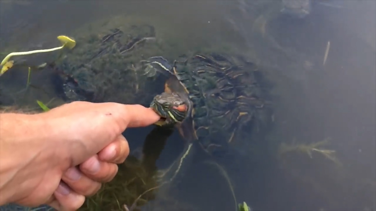 被蛇咬住了怎么办,被蛇咬住右手食指不松口