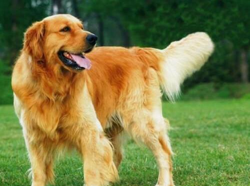 养金毛犬有什么注意事项,金毛犬怎么训最听主人的话