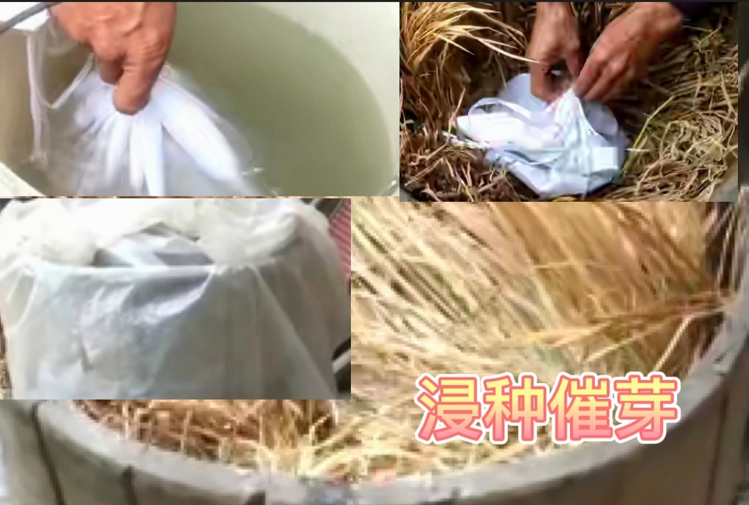 水稻怎样管理才高产,水稻高产栽培管理技术有哪些