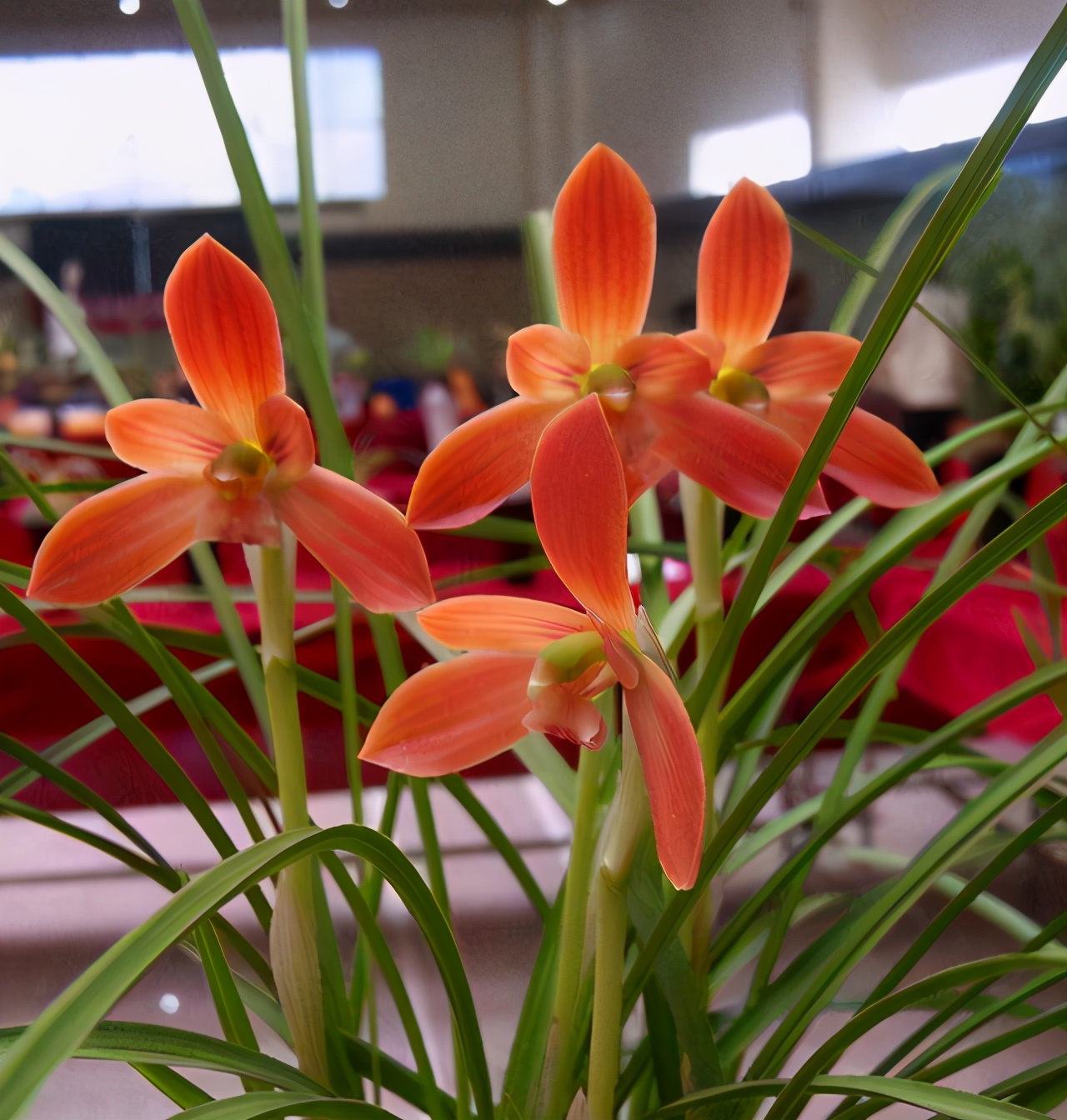 它被誉为“国兰第一红”,顶级红素,正格豆瓣,新手也能养好