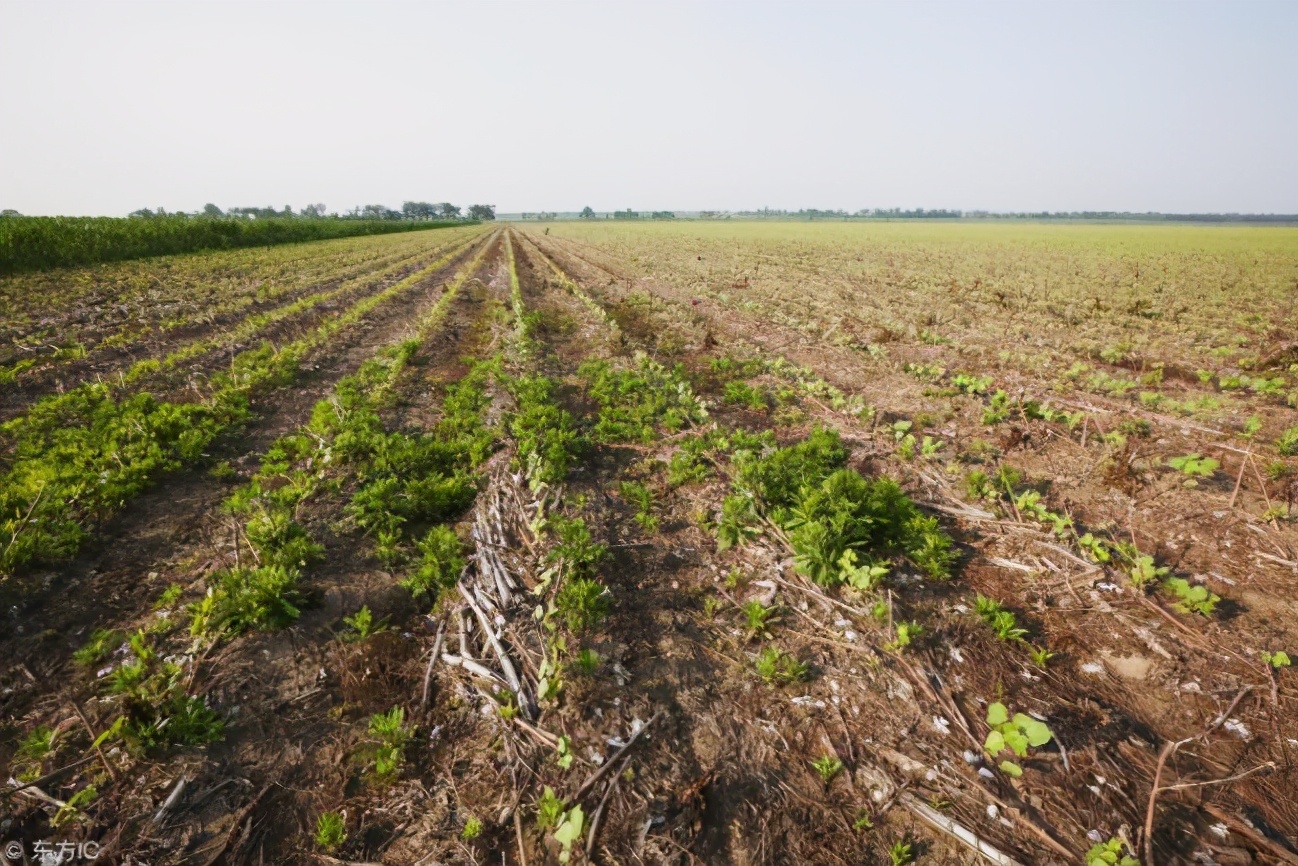 草甘膦还不会用?打后几天可以播种农药?这里一起告诉你