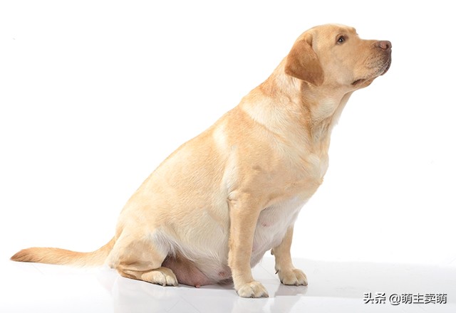拉布拉多怀孕征兆图片大全,拉布拉多怀孕有什么症状