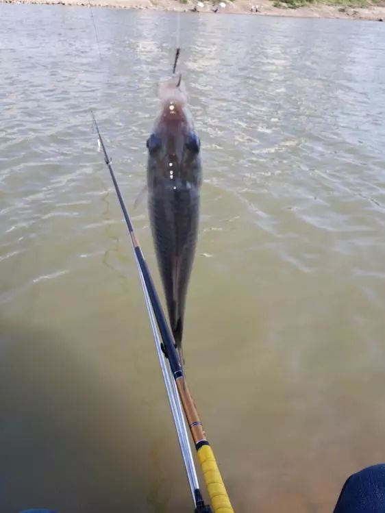 本汀金迦潘求败7米2,本汀金迦潘引领实测