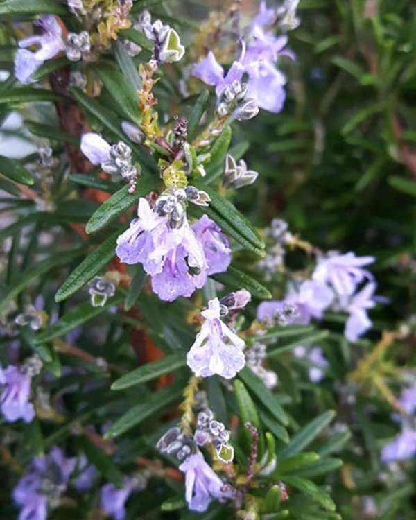 适合养在阳台且不招虫的植物,阳台上最易养的香草植物