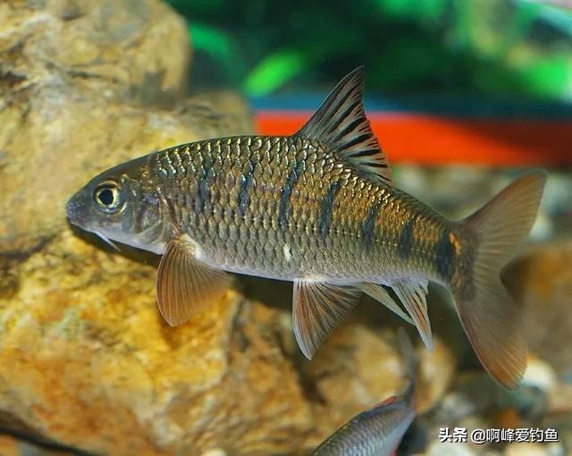 农村人的日常生活钓鱼,小的时候在农村生活钓鱼