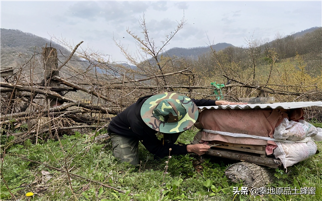 路边的土蜂蜜是真的吗？路边的野蜜你别乱买