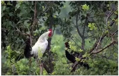 特色种植养殖致富,亩产3000公斤农民致富的新品种