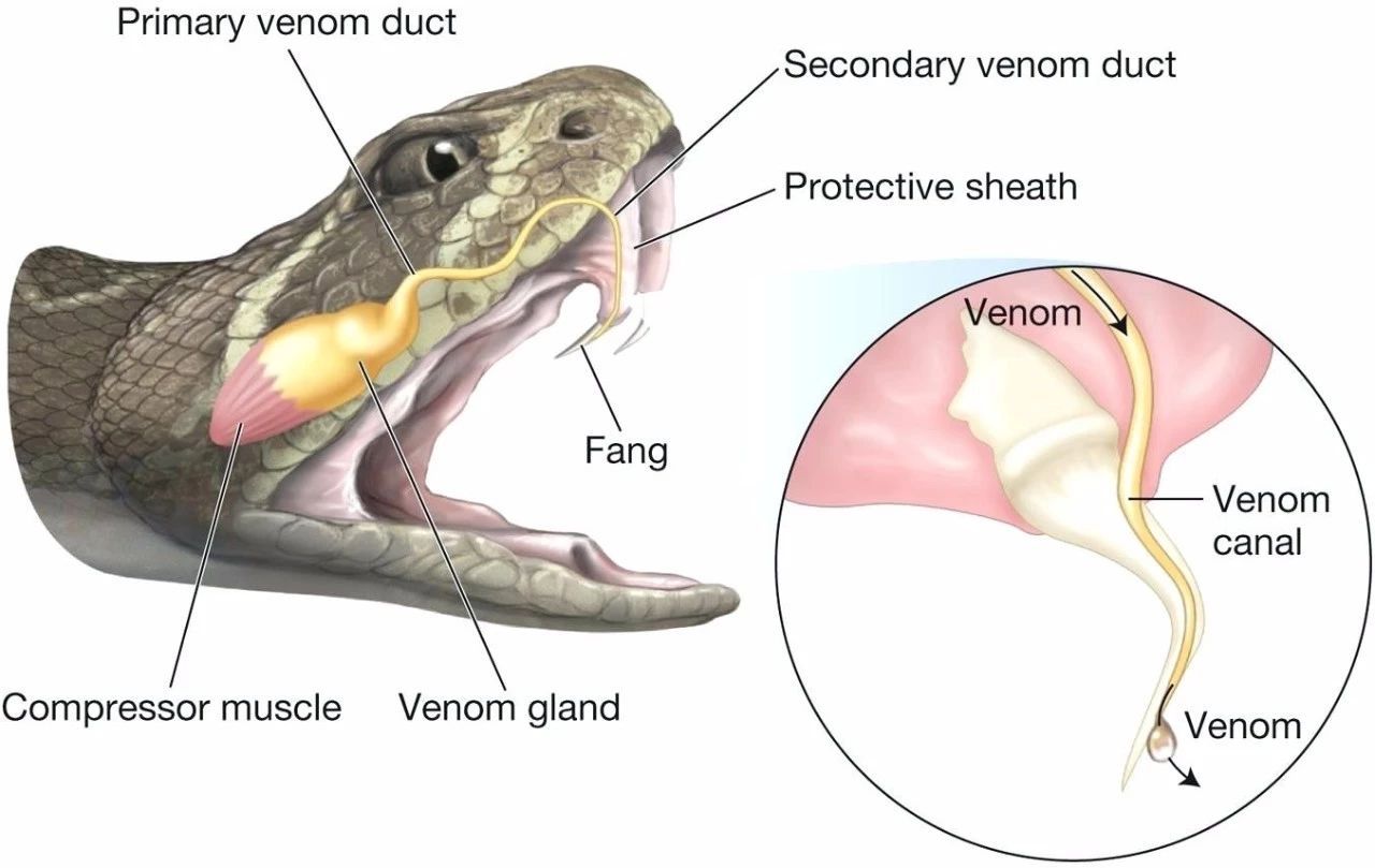 平头哥和蛇獴被蛇咬后的症状,平头哥被蛇咬了为什么不会死