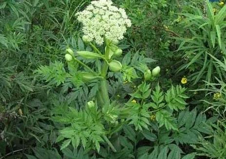 本草精荟的配方,《本草精荟》党参